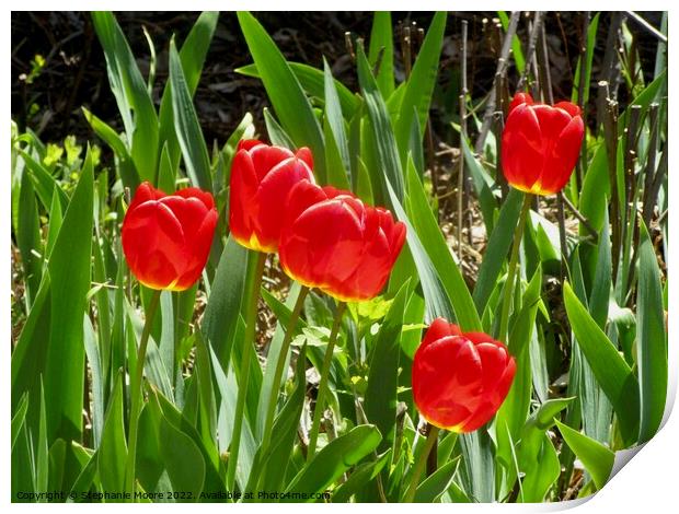 Red Tulips Print by Stephanie Moore