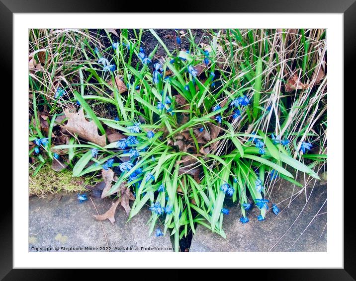 Harebells Framed Mounted Print by Stephanie Moore