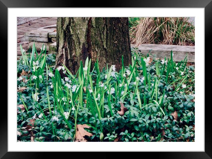 Snowdrops beneath a tree Framed Mounted Print by Stephanie Moore