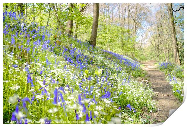 Bluebell and Stitchworts Print by Alison Chambers