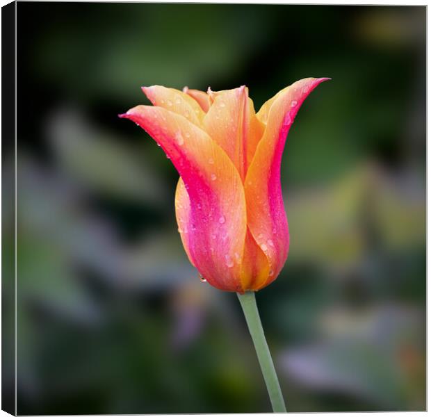 Tulip Canvas Print by Alan Tunnicliffe