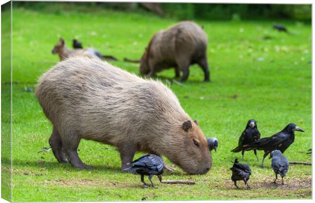 Capybara Grazing In Meadow With Birds Canvas Print by Artur Bogacki