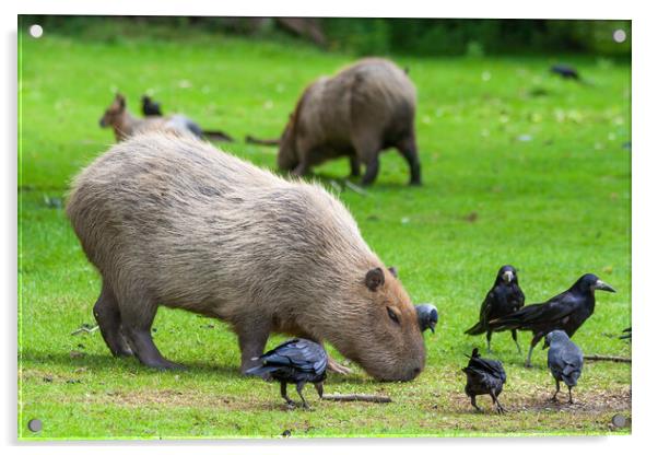 Capybara Grazing In Meadow With Birds Acrylic by Artur Bogacki
