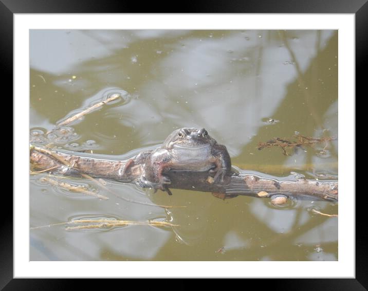 Serene Amphibian in its Natural Habitat Framed Mounted Print by Simon Hill