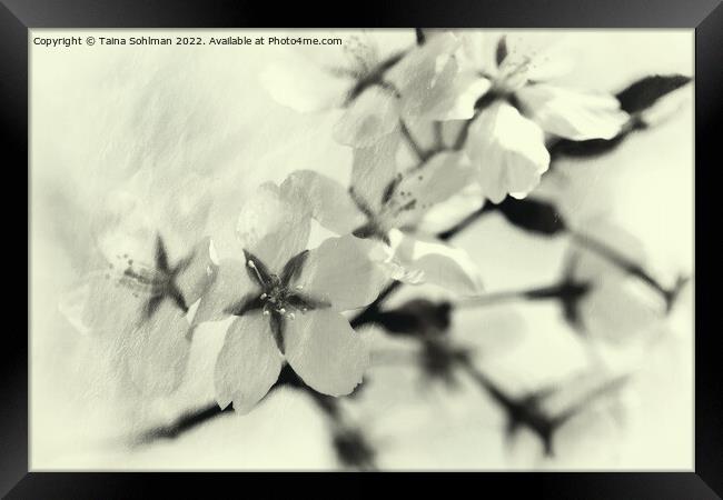 Cherry Blossom Memories 4 Framed Print by Taina Sohlman