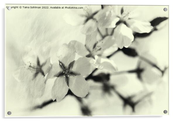 Cherry Blossom Memories 4 Acrylic by Taina Sohlman