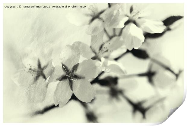 Cherry Blossom Memories 4 Print by Taina Sohlman