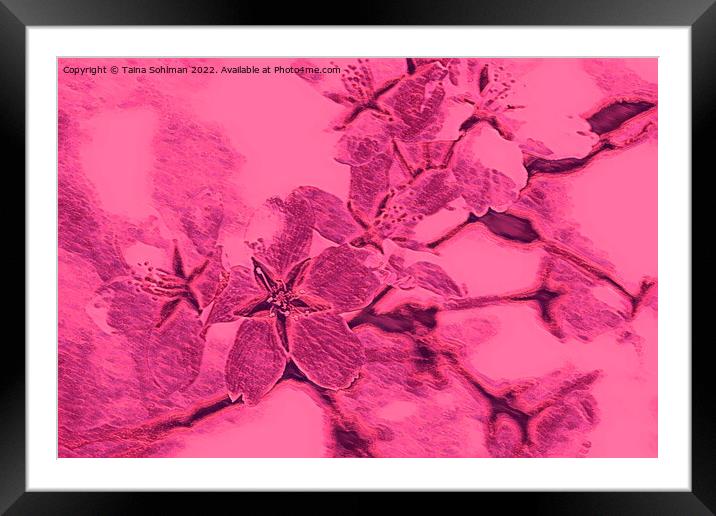 Cherry Blossom Memories 2 Framed Mounted Print by Taina Sohlman