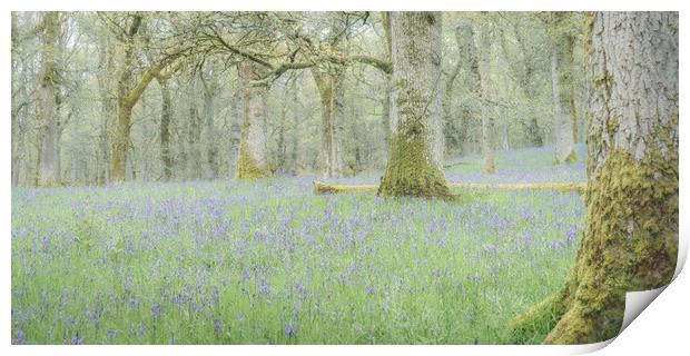 Bluebell Woods Print by Anthony McGeever