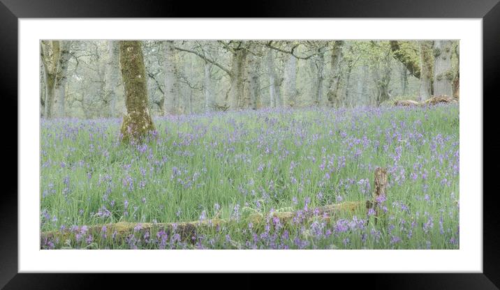 Misty Bluebells Framed Mounted Print by Anthony McGeever