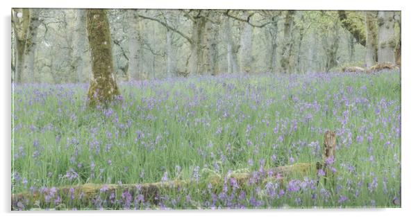 Misty Bluebells Acrylic by Anthony McGeever