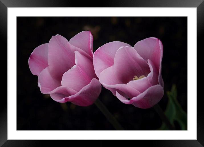 Pink Tulips Framed Mounted Print by Ceri Jones