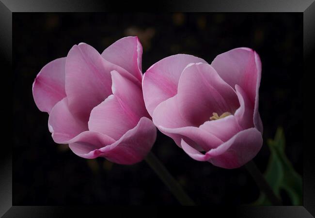 Pink Tulips Framed Print by Ceri Jones
