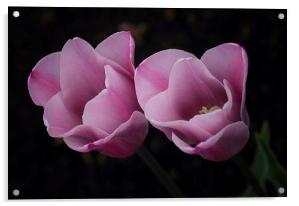 Pink Tulips Acrylic by Ceri Jones