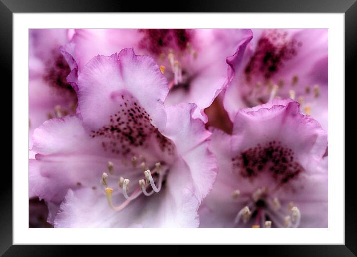 Rhododendron flowers Framed Mounted Print by Ceri Jones