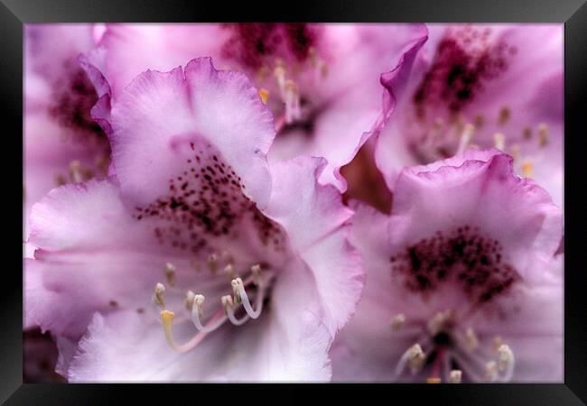 Rhododendron flowers Framed Print by Ceri Jones