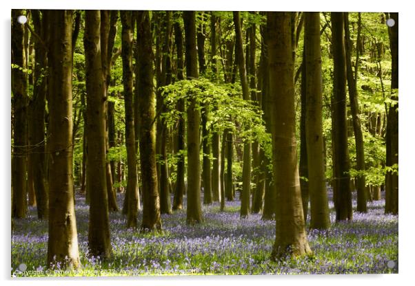 Woodland Bluebells Acrylic by Simon Johnson
