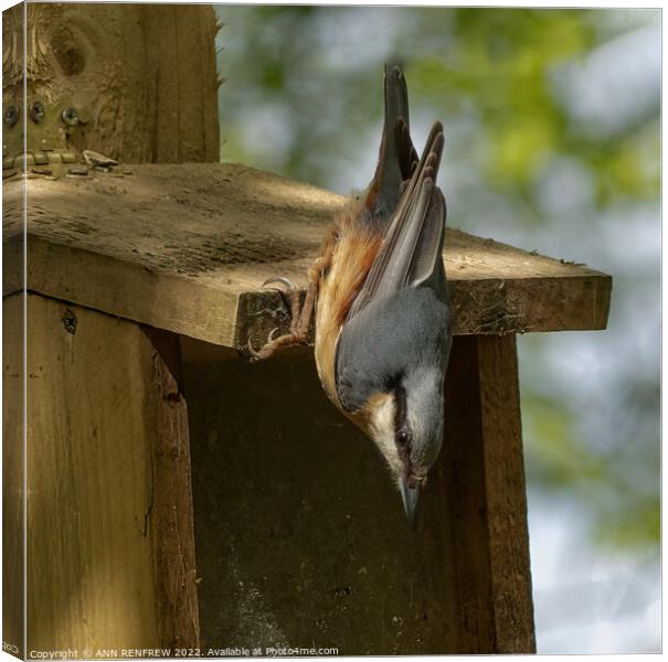 Nuthatch holds on tight. Canvas Print by ANN RENFREW