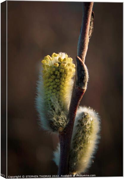 Yellow Pussy Willow Canvas Print by STEPHEN THOMAS