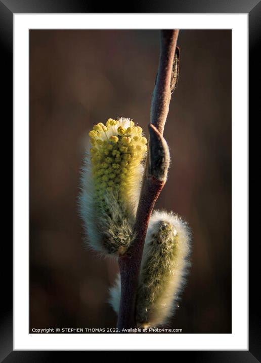 Yellow Pussy Willow Framed Mounted Print by STEPHEN THOMAS