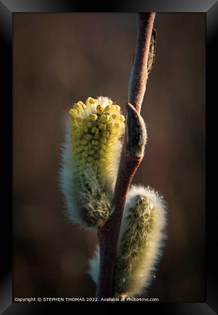 Yellow Pussy Willow Framed Print by STEPHEN THOMAS