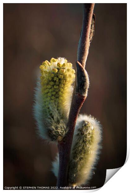 Yellow Pussy Willow Print by STEPHEN THOMAS