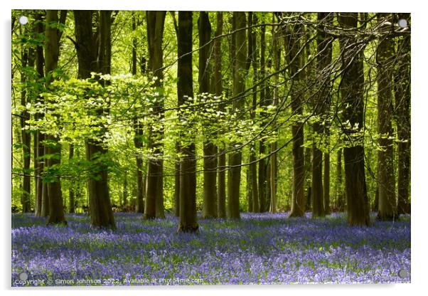 Bluebells  Acrylic by Simon Johnson