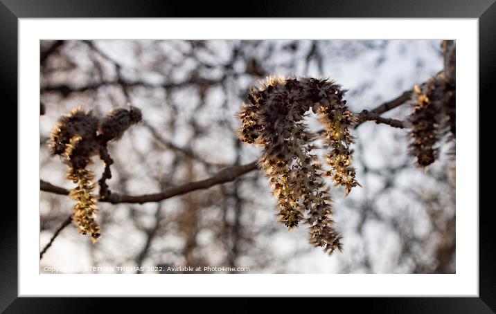 Poplar Catkins in Full Bloom Framed Mounted Print by STEPHEN THOMAS