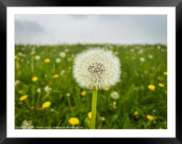 The Seeds of a Dandelion  Framed Mounted Print by nic 744