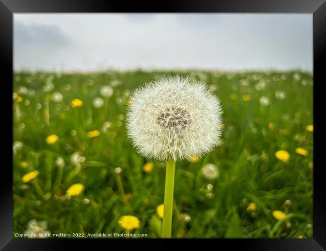 The Seeds of a Dandelion  Framed Print by nic 744