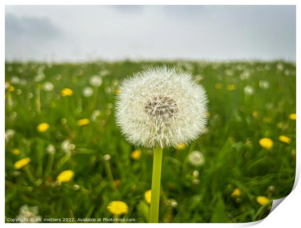 The Seeds of a Dandelion  Print by nic 744