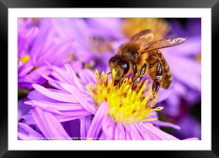 Honeybee Framed Mounted Print by Drew Gardner