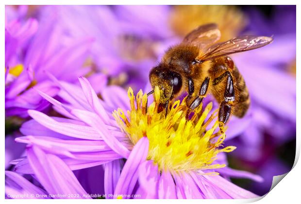 Honeybee Print by Drew Gardner