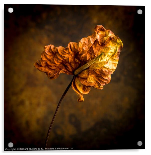 Dried autumn leaf  Acrylic by Bernard Jaubert