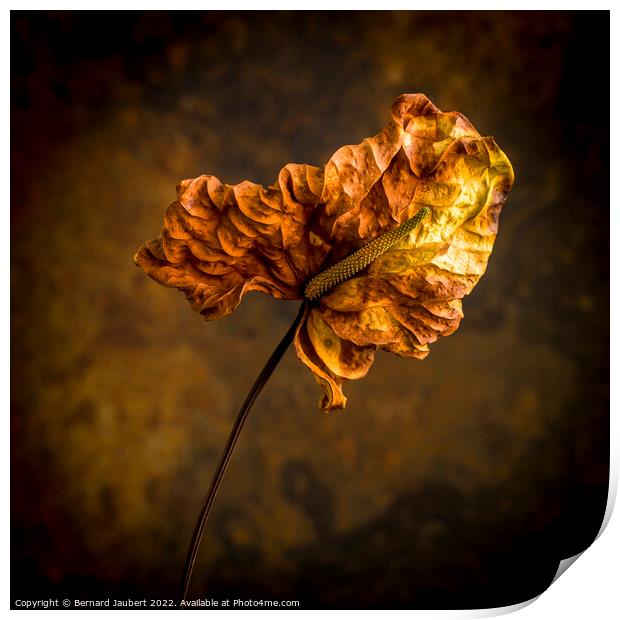 Dried autumn leaf  Print by Bernard Jaubert