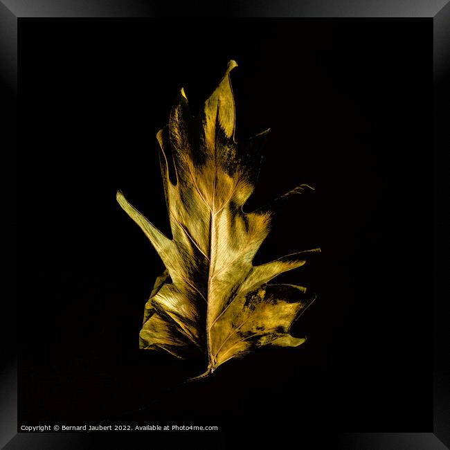 Dried autumn leaf  Framed Print by Bernard Jaubert