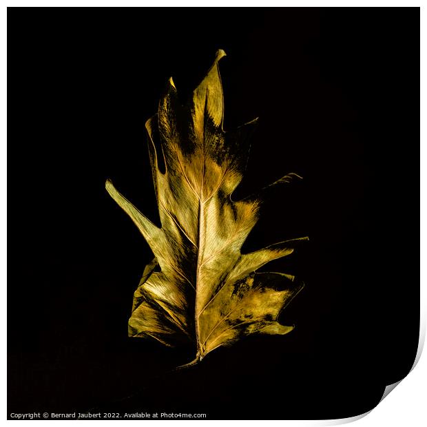 Dried autumn leaf  Print by Bernard Jaubert