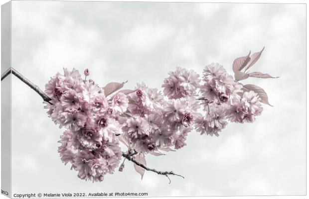Delicate cherry blossoms Canvas Print by Melanie Viola