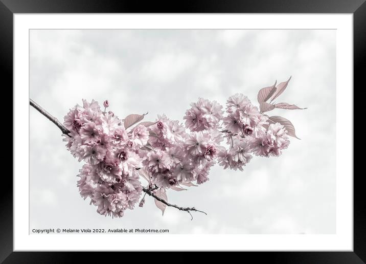 Delicate cherry blossoms Framed Mounted Print by Melanie Viola