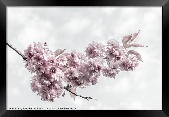 Delicate cherry blossoms Framed Print by Melanie Viola