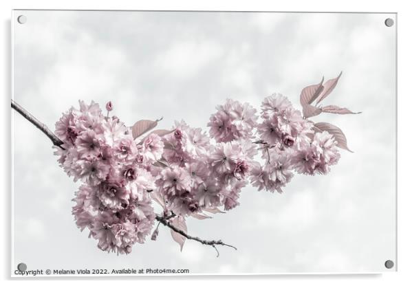 Delicate cherry blossoms Acrylic by Melanie Viola