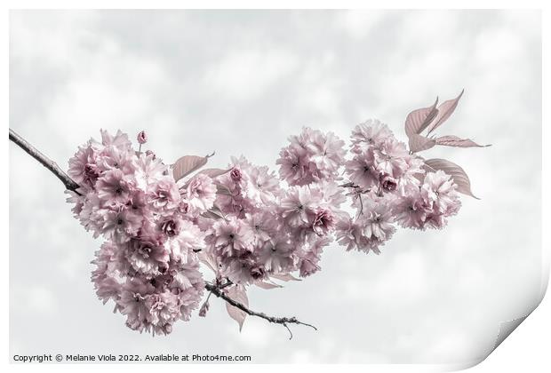 Delicate cherry blossoms Print by Melanie Viola