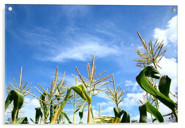 Sweetcorn Plants Acrylic by Drew Gardner