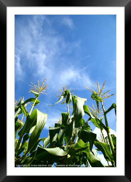 Sweetcorn Plants Framed Mounted Print by Drew Gardner