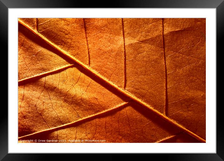 Abstract Autumn Leaf Framed Mounted Print by Drew Gardner