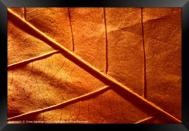 Abstract Autumn Leaf Framed Print by Drew Gardner