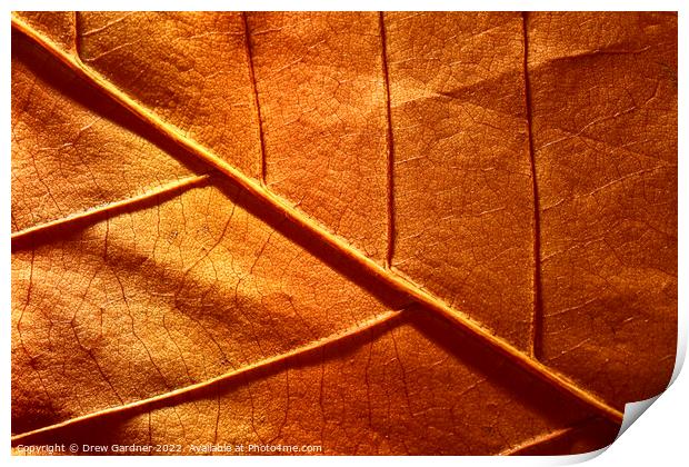 Abstract Autumn Leaf Print by Drew Gardner