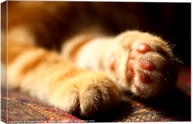 A close up of a cats Paws Canvas Print by Drew Gardner