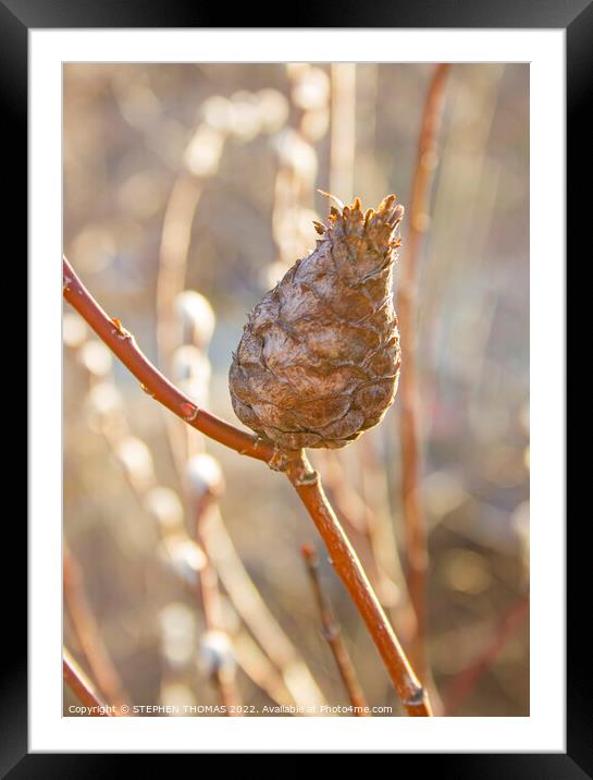 Pine Cone Willow Gall Framed Mounted Print by STEPHEN THOMAS