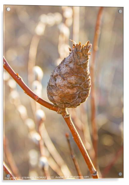 Pine Cone Willow Gall Acrylic by STEPHEN THOMAS